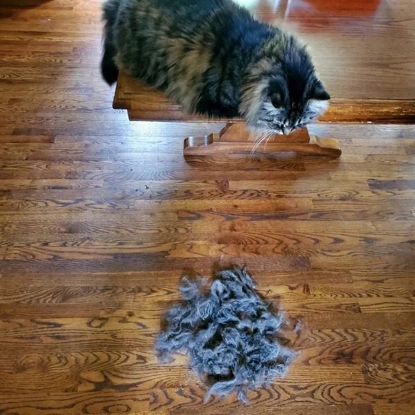 Parquet nettoyé à la vapeur dans un foyer avec animaux